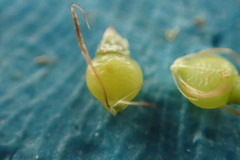 Rhynchospora recognita