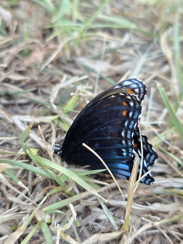 Red-spotted Purple