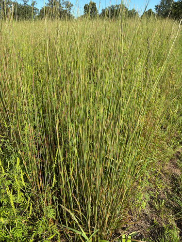 iNaturalist observation photo of little bluestem
