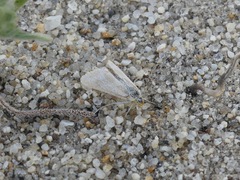 Odontiinae