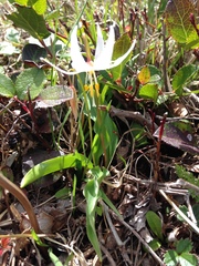 Erythronium elegans