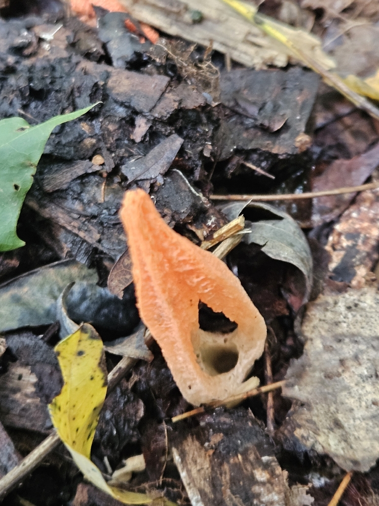stinky squid · August 2026 · photo: Photo: (c) Josh Ebbin, some rights reserved (CC BY) · iNaturalist