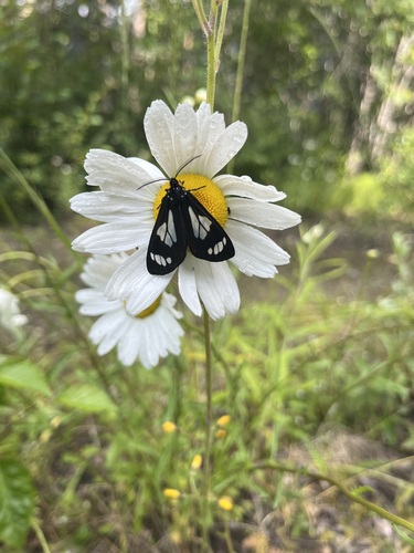 Police Car Moth
