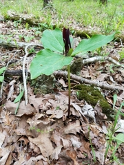 Trillium viridescens