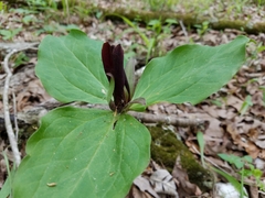 Trillium viridescens