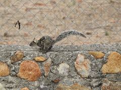 Sciurus variegatoides underwoodi