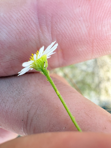 Boltonia diffusa, photograph 3