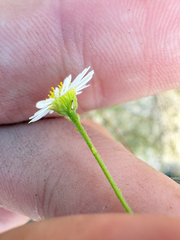 author not stated, no rights reserved Boltonia diffusa, photograph author not stated, no rights reserved