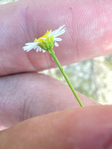 Boltonia diffusa, photograph 4