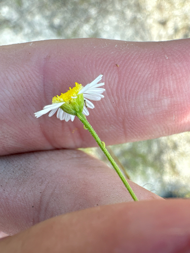 Boltonia diffusa, photograph 5