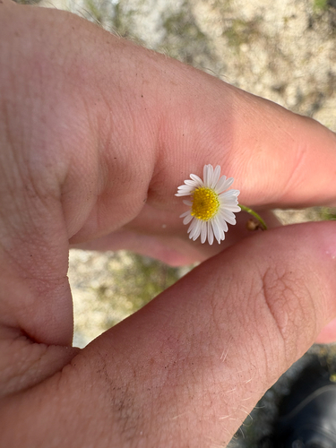 Boltonia diffusa, photograph 2