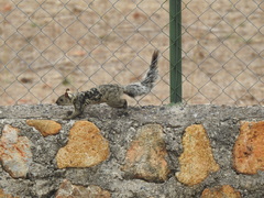 Sciurus variegatoides underwoodi