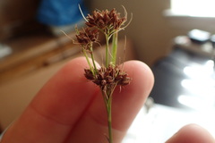 Rhynchospora recognita