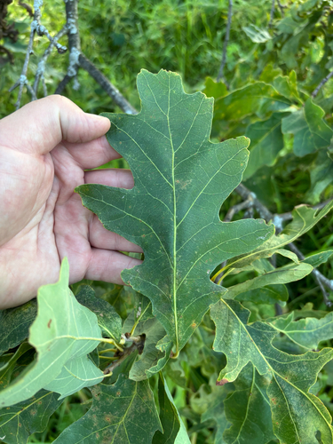 iNaturalist observation photo of white oak