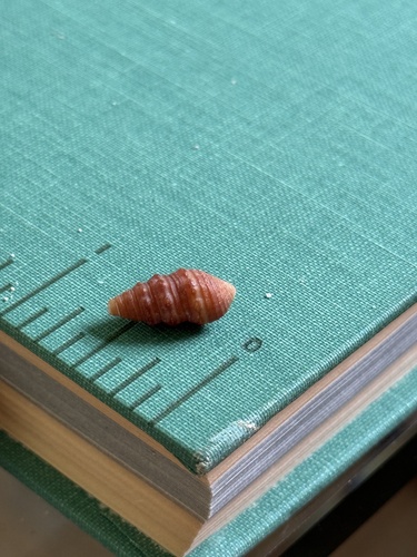 Turridrupa albofasciata, 2026-08-17
