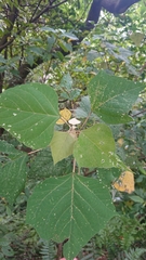 Mallotus paniculatus