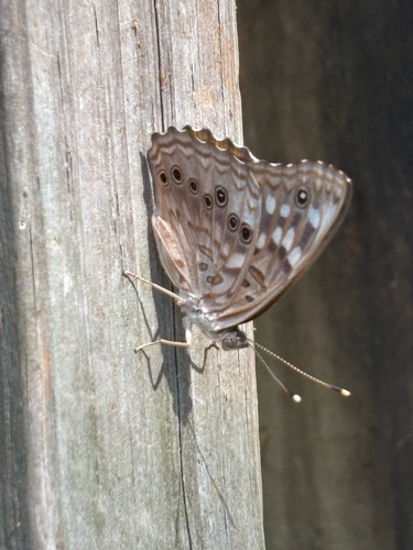 Hackberry Emperor