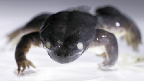 Gastric Brooding Frogs