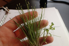 Eleocharis wolfii
