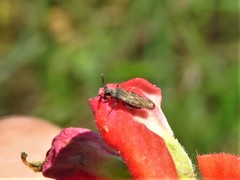 Teleonemia scrupulosa