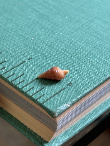 Turridrupa albofasciata, 2026-08-17
