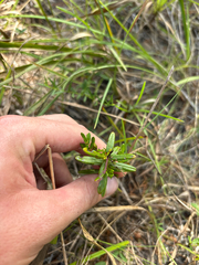Hypericum sphaerocarpum, photograph author not stated, no rights reserved