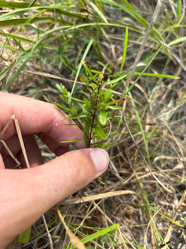Hypericum sphaerocarpum, photograph 5