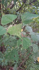 Mallotus paniculatus