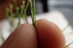 Eleocharis wolfii