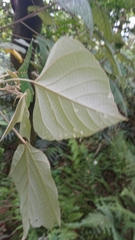 Mallotus paniculatus