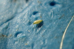 Eleocharis wolfii