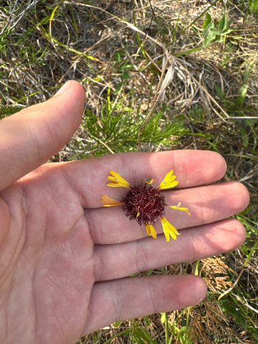 Gaillardia aestivalis, photograph 6