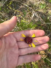 Gaillardia aestivalis, photograph author not stated, no rights reserved