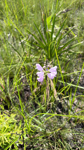 Physostegia purpurea, photograph 3