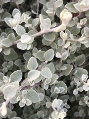 Tidestromia suffruticosa