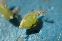 Eleocharis tuberculosa