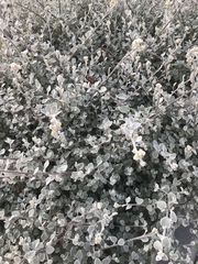 Tidestromia suffruticosa