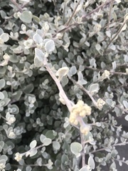 Tidestromia suffruticosa