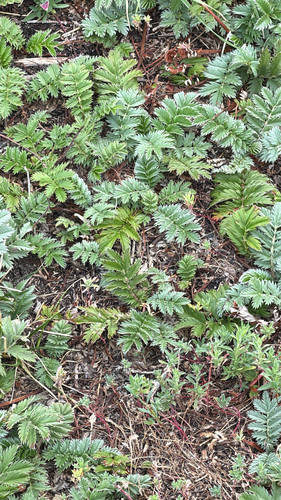 common silverweed