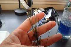 Eleocharis tuberculosa