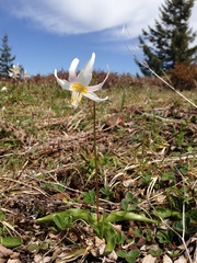 Erythronium elegans