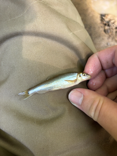 Suckermouth Minnow