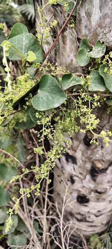 Cissampelos pareira