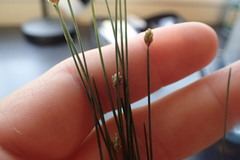 Eleocharis tuberculosa