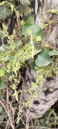 Cissampelos pareira, photograph 2