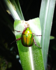 Anomala castaneoventris