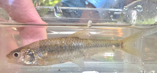 Plains Sand Shiner