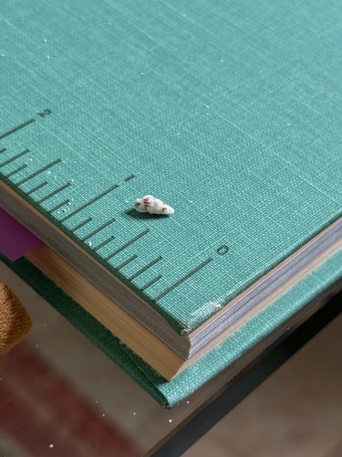 Cerithium egenum observed 2026-08-17