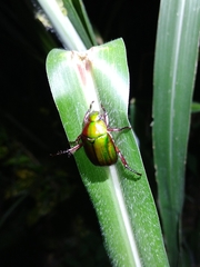 Anomala castaneoventris