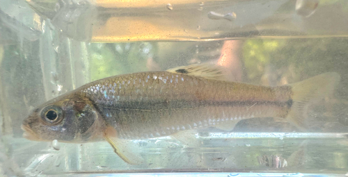 Bullhead Minnow